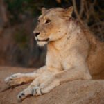 Discover the lioness cast in the wild, exploring their social roles, hunting strategies, pride leadership, and contribution to the ecosystem.