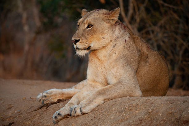 Discover the lioness cast in the wild, exploring their social roles, hunting strategies, pride leadership, and contribution to the ecosystem.